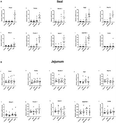 Resveratrol Ameliorates Intestinal Damage Challenged With Deoxynivalenol Through Mitophagy in vitro and in vivo